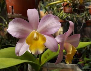 Cattlianthe Sandra Laura