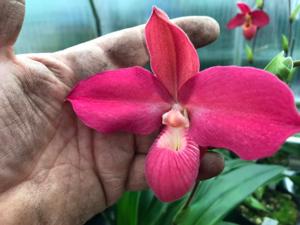 Phragmipedium Memoria Emma Decker