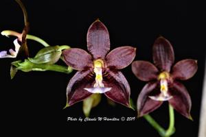 Phalaenopsis Bredren's Imp