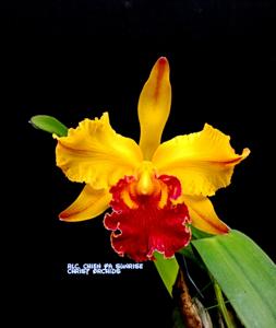 Rhyncholaeliocattleya Chien Ya Sunrise