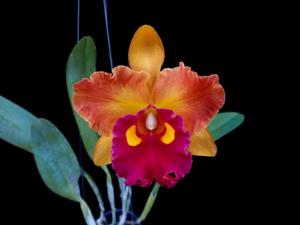 Rhyncholaeliocattleya Thongsupran