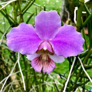 Papilionanthe Snowdon