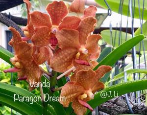 Vanda Paragon Dream