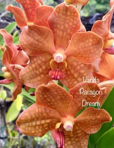 Vanda Paragon Dream