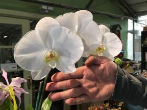 Phalaenopsis Norman's Mist