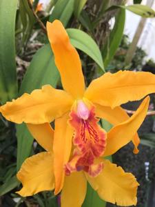 Rhyncatlaelia Samurai