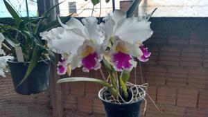 Rhyncholaeliocattleya Liou Hope