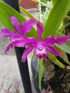 Laeliocattleya Harry Dunn