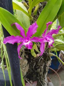 Laeliocattleya Harry Dunn