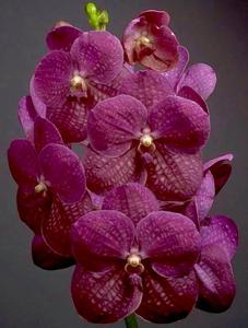 Vanda Danny German