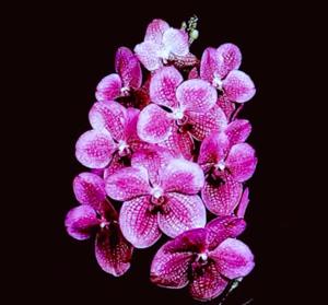 Vanda Onomea