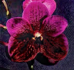 Vanda Onomea