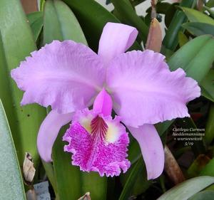 Cattleya Carmen