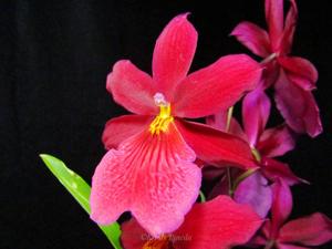 Oncidopsis Nelly Isler