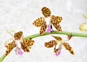 Phalaenopsis Little One