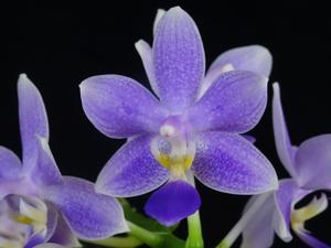 Phalaenopsis Jiaho Blueberry