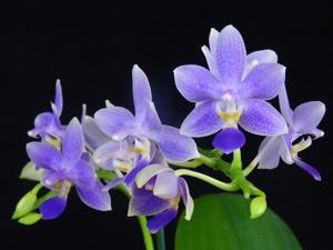 Phalaenopsis Jiaho Blueberry