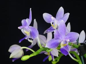 Phalaenopsis Jiaho Blueberry