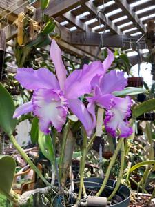 Rhyncholaeliocattleya Priscilla Howard