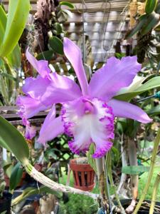 Rhyncholaeliocattleya Priscilla Howard