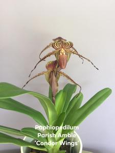 Paphiopedilum Parish Amble