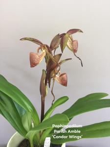 Paphiopedilum Parish Amble