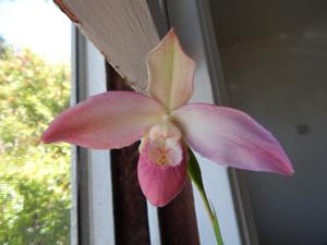 Phragmipedium QF Pink Frill