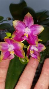 Phalaenopsis Mituo Reflex Dragon