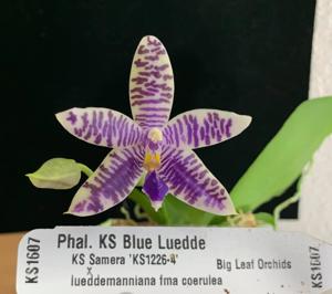 Phalaenopsis KS Blue Ludde