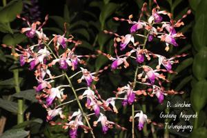 Dendrobium Shincee