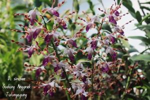 Dendrobium Shincee