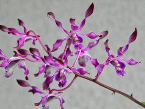 Dendrobium Kuranda Sparkle-canaliculatum