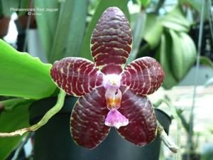 Phalaenopsis Red Jaguar