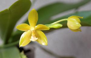 Phalaenopsis Flores Moon