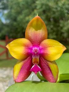 Phalaenopsis Yin's Black Eagle