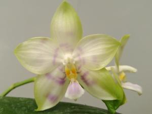 Phalaenopsis Lyndon Reflex