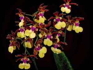 Trichocentrum Nathakhun