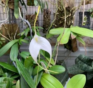 Masdevallia Bella Donna