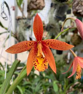 Brassocattleya Hoku Gem