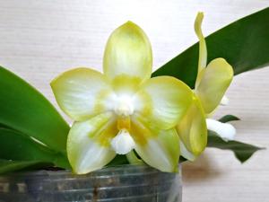 Phalaenopsis Yaphon Lover