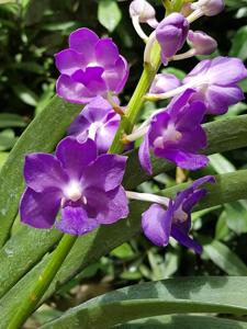 Vandachostylis Sasicha