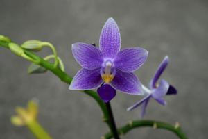 Phalaenopsis Jiaho Blueberry