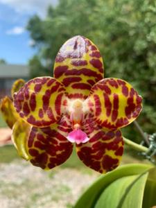 Phalaenopsis Jong's Gigan Cherry