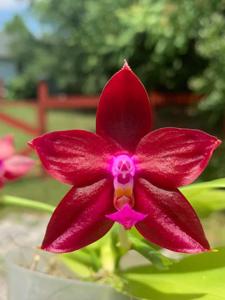 Phalaenopsis Blue Ridge Blood