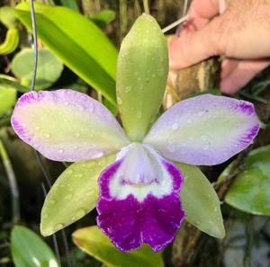 Rhyncholaeliocattleya Village Chief North