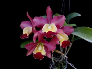 Cattleya Ena Haywood