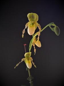 Paphiopedilum Honey