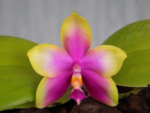 Phalaenopsis Yaphon Happy Kaiulani