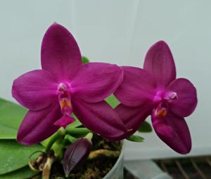 Phalaenopsis Jong's Coral Wood