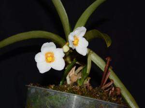 Sarcochilus Madge